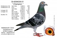 Picture of Chris Hebberecht pigeon BE01-4094638