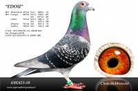 Picture of Chris Hebberecht pigeon BE10-4302423