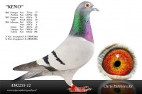 Picture of Chris Hebberecht pigeon BE12-4302255