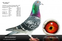 Picture of Chris Hebberecht pigeon BE13-4169263