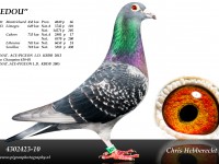 Chris Hebberecht pigeon BE10-4302423