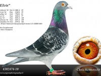 Chris Hebberecht pigeon BE10-4302474