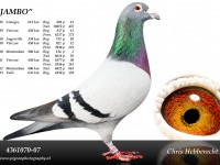 Chris Hebberecht pigeon BE07-4361070