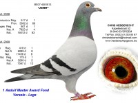 Chris Hebberecht pigeon BE07-4081813