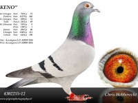 Chris Hebberecht pigeon BE12-4302255