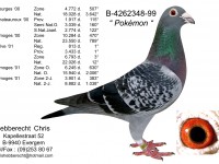 Chris Hebberecht pigeon BE99-4262348
